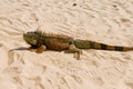 Iguana on desert sand