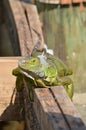 Iguana on the dock full body Royalty Free Stock Photo