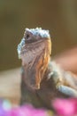 Iguana domestica portrait with flowers in front of it, adorable reptile shot Royalty Free Stock Photo