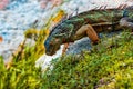 Iguana dragon. Iguana reptilian, exotic wild dragon.