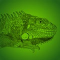 Iguana drawn vector line monochrome on green