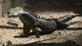 Iguana at Dusit Zoo or Khao Din Wana park in Bangkok, Thailand