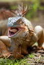 Iguana eating Royalty Free Stock Photo