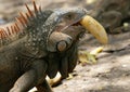 Iguana eating banana Royalty Free Stock Photo