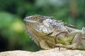 Iguana, an endangered species of lizard. Portrait of green iguana Royalty Free Stock Photo