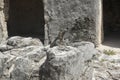 Iguana enjoying sunbath on the Mayan ruins