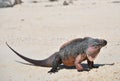 Iguana Royalty Free Stock Photo