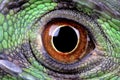 Iguana eye Royalty Free Stock Photo