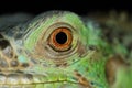 Iguana eye Royalty Free Stock Photo