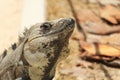 Iguana eye close up Royalty Free Stock Photo