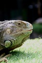 Iguana eye skin brown Royalty Free Stock Photo