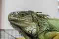 Iguana face Royalty Free Stock Photo