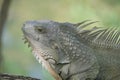 iguana face Royalty Free Stock Photo
