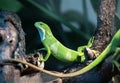 Iguana of Fiji brachylophus fasciatus sunbathing on a branch