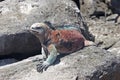 Iguana on Floriana island