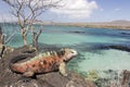 Iguana on Floriana island Royalty Free Stock Photo