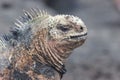 Iguana on Floriana island Royalty Free Stock Photo