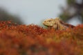 Iguana In Foliage Royalty Free Stock Photo