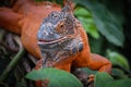 Iguana is a genus of herbivorous lizards