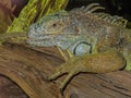 Large scaly iguana lies on a tree with open eyes Royalty Free Stock Photo