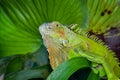 Iguana on branch in tropical garden