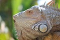 Iguana, a genus of lizards, Iguanidae family