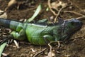 The iguana in nature Sauropsida