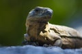 The iguana in nature Sauropsida