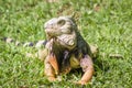 The iguana in nature Sauropsida