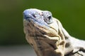 The iguana in nature Sauropsida