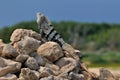 The iguana getting sun-bath