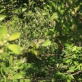 Iguana at the Grand Mayan in Mexico