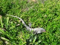 Iguana in grass on Isla Mujeres island off Cancun Mexico lizard reptile wildlife travel tourism