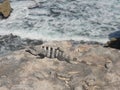 Iguana on rocks on Isla Mujeres island off Cancun Mexico lizard reptile wildlife travel tourism water ocean sky blue