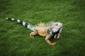 Iguana in the grass in a park in Guayaquil in Ecuador