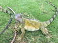 Iguana in the Grass at Seminario Park, Guayquil Ecuador Royalty Free Stock Photo