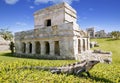 Iguana on grass in Tulum mayan ruins