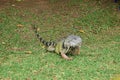 Colorful iguana in colombia park