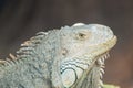 Iguana Royalty Free Stock Photo