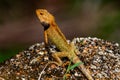 Iguana Jungle Thailand