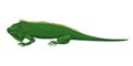 Iguana, green lizard. The animal lies, disdainful eyes, a lazy beast. Fun character illustration, green sleeping iguana Royalty Free Stock Photo