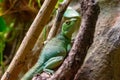 Iguana green lizard dragon terrarium in zoo Barcelona