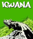 Iguana