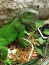 Iguana