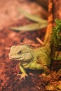 Iguana Royalty Free Stock Photo