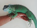 iguana gren mix colomb Royalty Free Stock Photo
