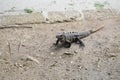 Iguana on the ground