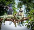 Iguana having a bad day because of inconvenient pigeons - Guayaquil, Ecuador