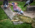 Iguana having a bad day because of inconvenient pigeons - Guayaquil, Ecuador Royalty Free Stock Photo