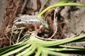 Iguana having a protective color on the branches of a tree